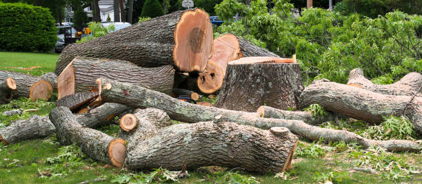 Best Firewood Processing and Delivery  in USA